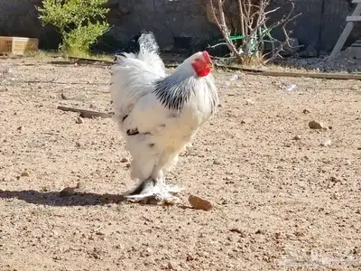 بيض براهما كولبي 1