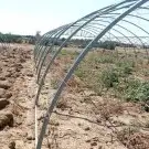 يوجد لدينا جميع انواع انخل وجميع انواع الحمضيات والبرتقال وا 3