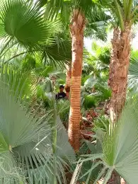 يوجد لدينا نخل طيب وبسعار مناسبه 4