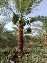 يوجد لدينا فسايل ونخيل بجميع انواعها واحجامها 1