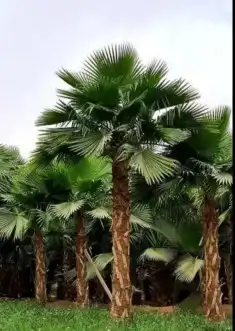 نخل واشنطني واشنطن واشنطونيازينه جميع المقاسات 8