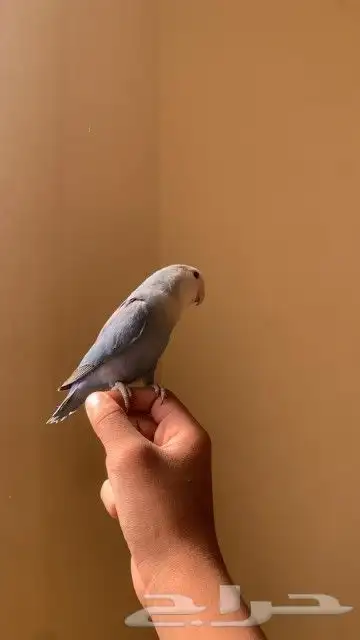 روز للبيع 0
