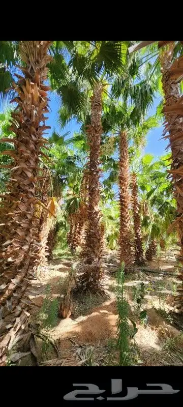مشتل الطريق الجبيل مشاتل الدمام مشاتل سيهات تنسيق حدائق 1