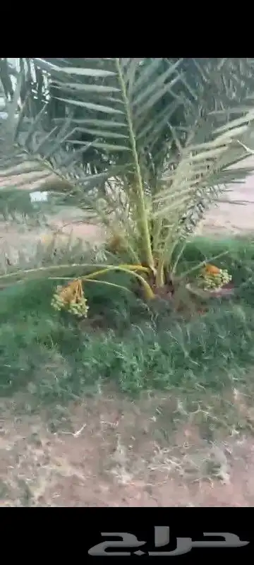 يوجد لدينا فسايل ونخيل بجميع انواعها واحجامها 0