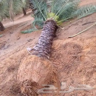 يوجد لدينا نخل طيب وبسعار مناسبه 3