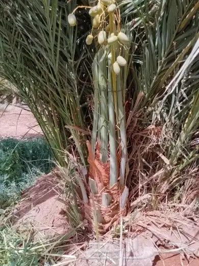 يوجد لدينا نخل طيب وبسعار مناسبه 0