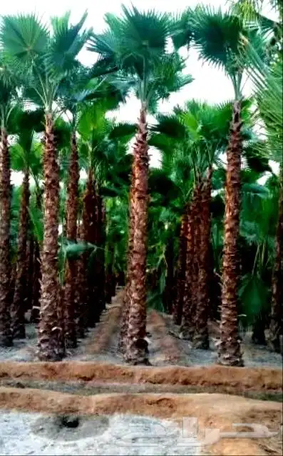 نخل واشنطني واشنطن واشنطونيازينه جميع المقاسات 9