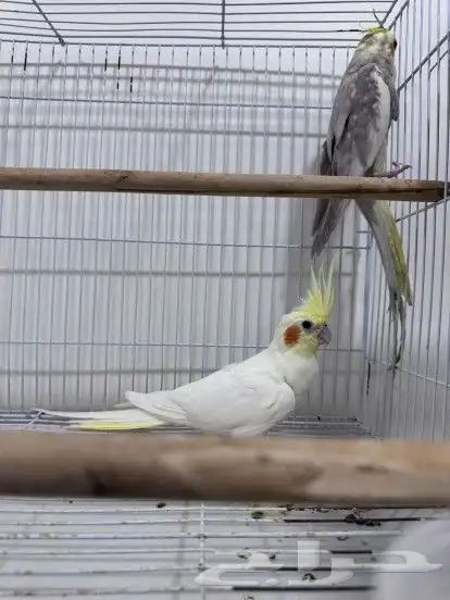 زوج كروان منتج 0