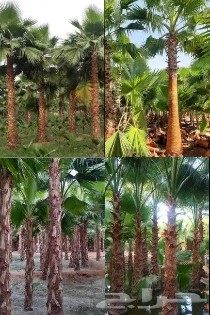 نخل واشنطني واشنطن واشنطونيازينه جميع المقاسات 0
