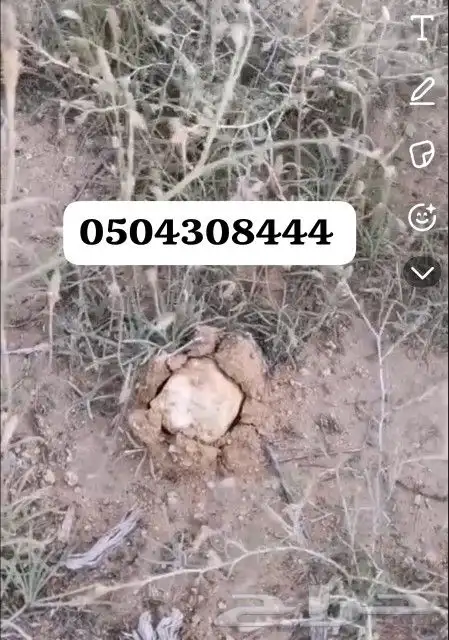 بذور الرقروق نقية 0