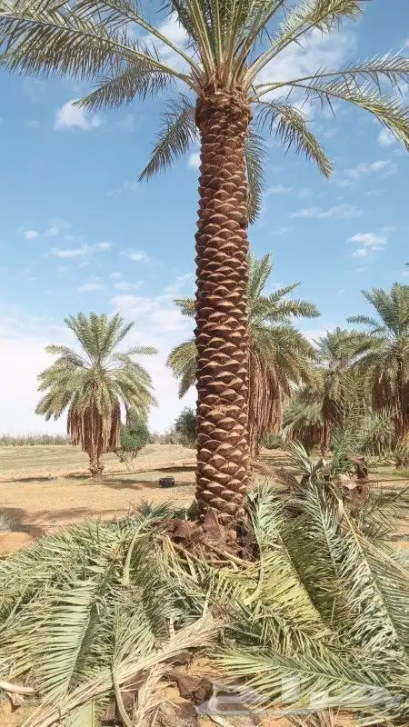 يوجد لدينا فسايل ونخيل بجميع انواعها واحجامها 4