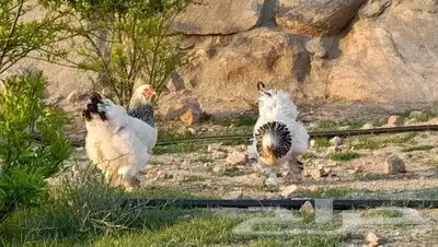 بيض براهما كولبي 3