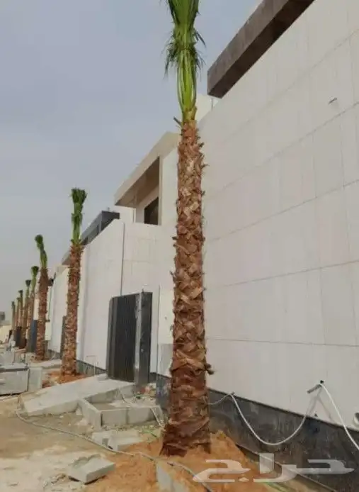 نخل واشنطني واشنطن واشنطونيازينه جميع المقاسات 5