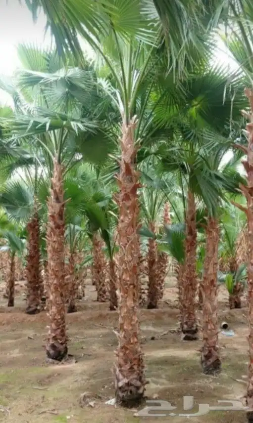 نخل واشنطني واشنطن واشنطونيازينه جميع المقاسات 4