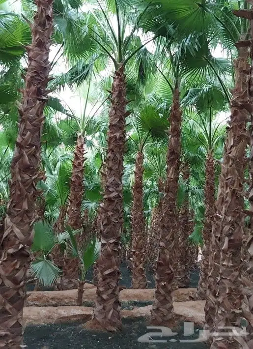 نخل واشنطني واشنطن واشنطونيازينه جميع المقاسات 6