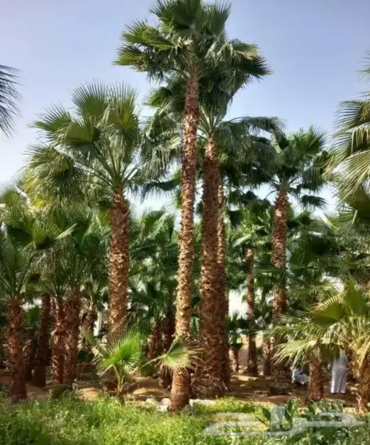 نخل واشنطني واشنطن واشنطونيازينه جميع المقاسات 2