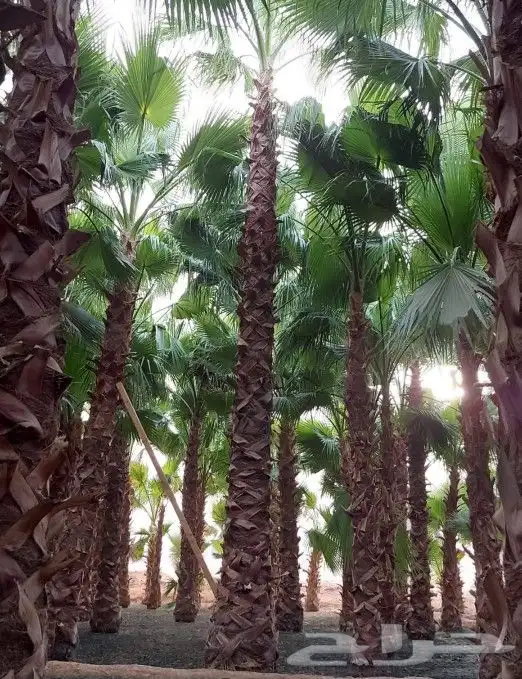 نخل واشنطني واشنطن واشنطونيازينه جميع المقاسات 3