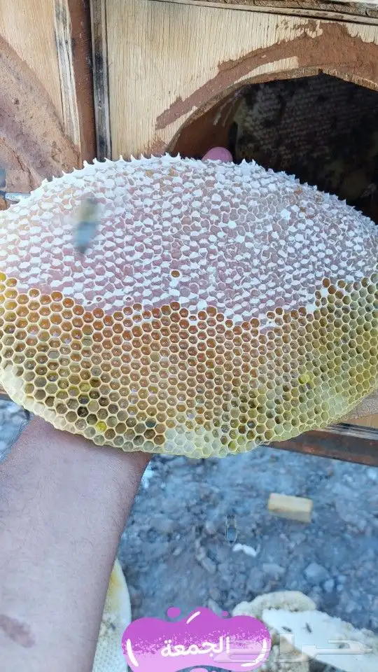 عسل سدر انتاج جديد عسل مضمون على المختبر وأهل الخبرة عسل مضم 3