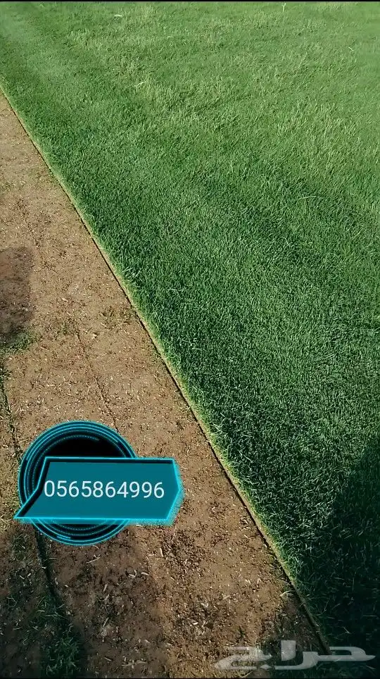 ثيل طبيعي نجيله نجيل 8