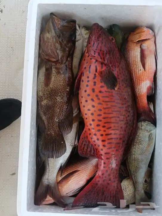 رحلات بحرية صيد وسباحه و تمشيه داخل شرم 6