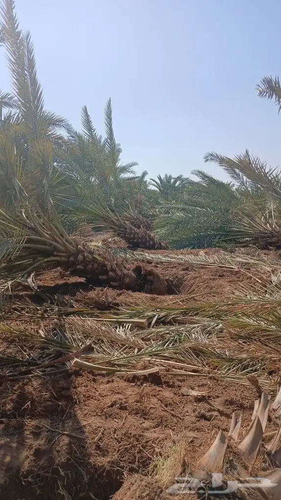 ابوعلي مختص في زرعت انخيل العلا تبوك 5