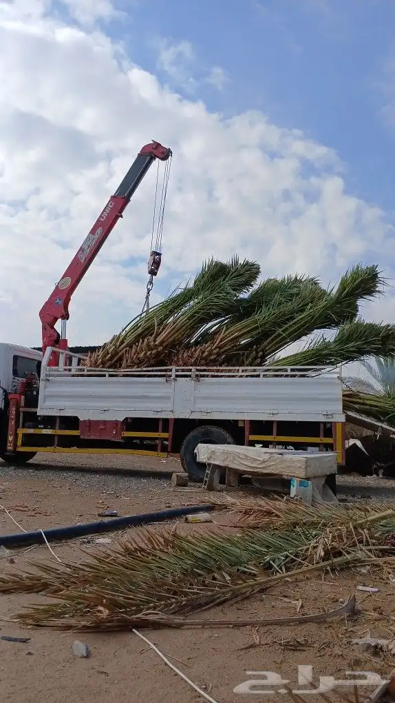 ابوعلي مختص في زرعت انخيل العلا تبوك 0
