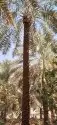 يوجد لدينا فسايل ونخيل بجميع انواعها واحجامها 7