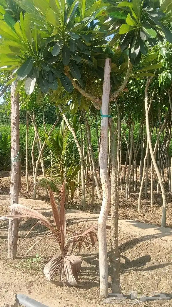 مشتل الطريق الجبيل مشاتل الدمام مشاتل سيهات تنسيق حدائق 4