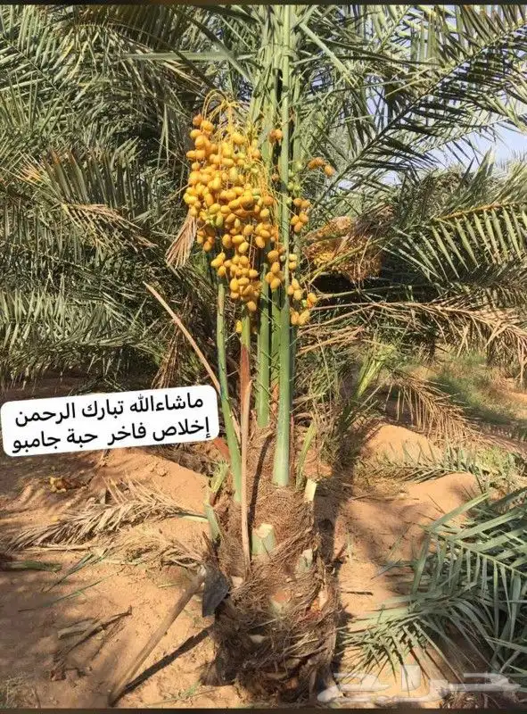 يوجد لدينا نخل طيب وبسعار مناسبه 2