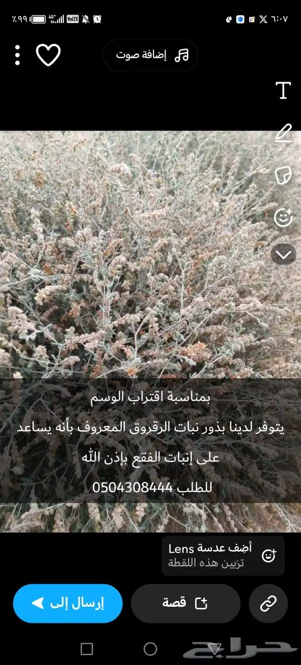 بذور الرقروق نقية 1