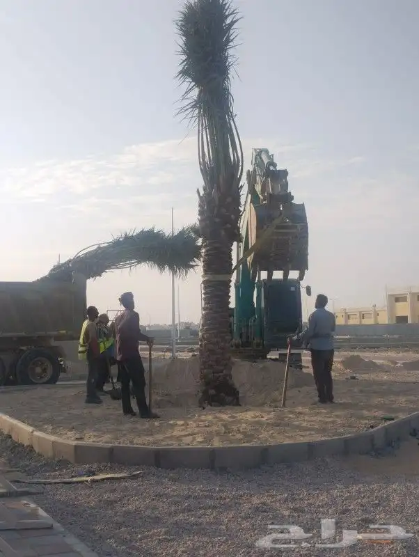 زراعه نخيل 8