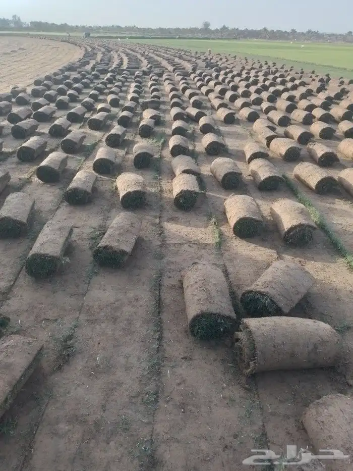 افضل واطيب انواع الثيل الطبيعي الممتاز الصافي 2