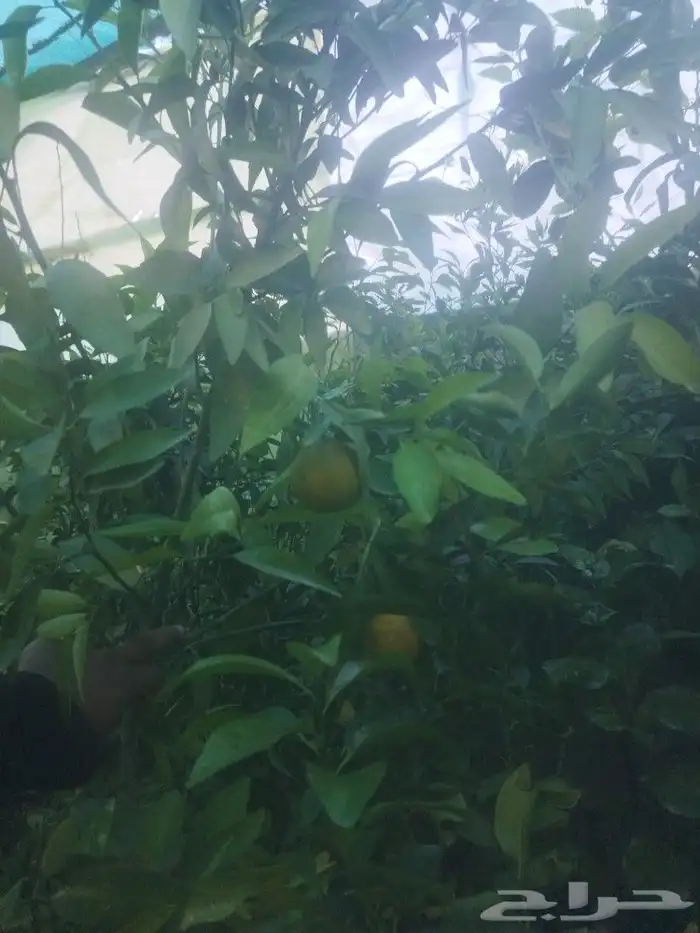 تنسيق حدائق وشبكات ري 25