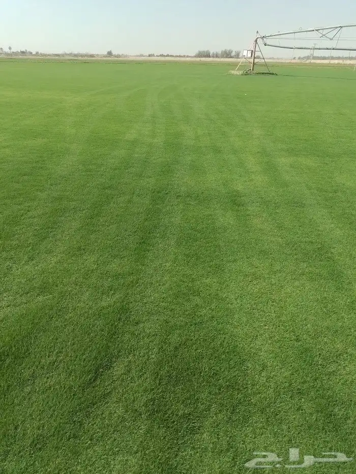 افضل واطيب انواع الثيل الطبيعي الممتاز الصافي 0