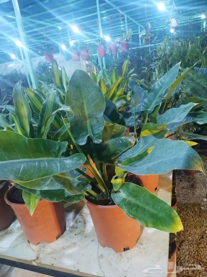 تنسيق حدائق وشبكات ري 16