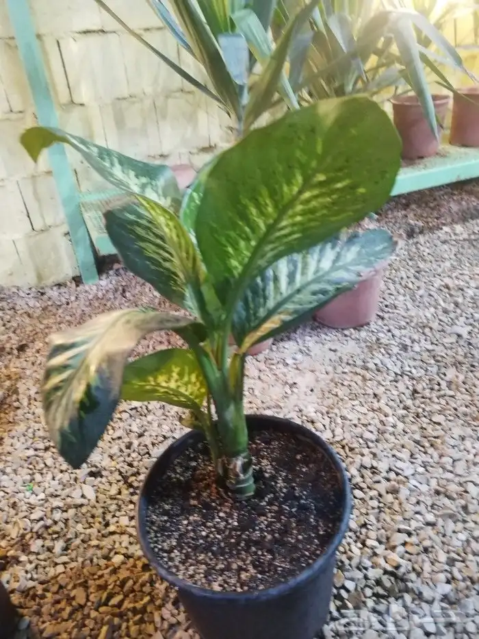 تنسيق حدائق وشبكات ري 20