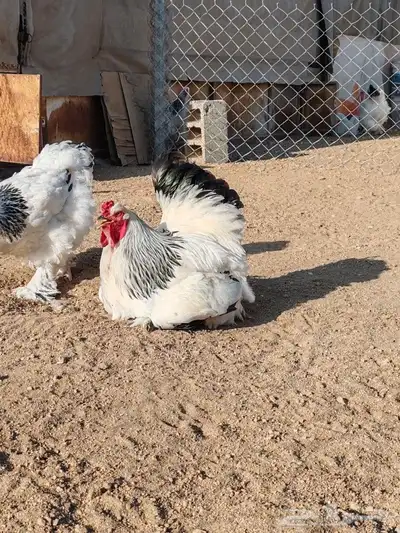 بيض براهما كولبي 0