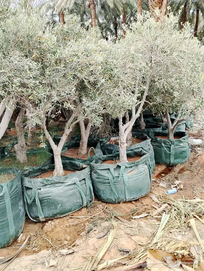 حمظيات مثمره برتقل ابوصره برتقال يوسفي. زيتون وجميع لاشجار 9