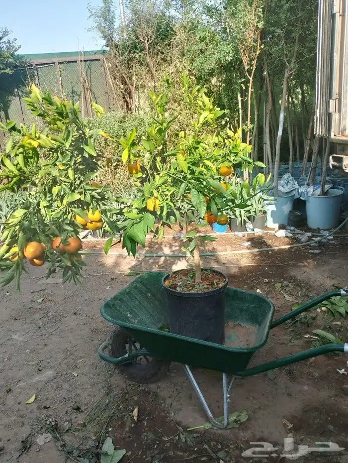 حمظيات مثمره برتقل ابوصره برتقال يوسفي. زيتون وجميع لاشجار 0