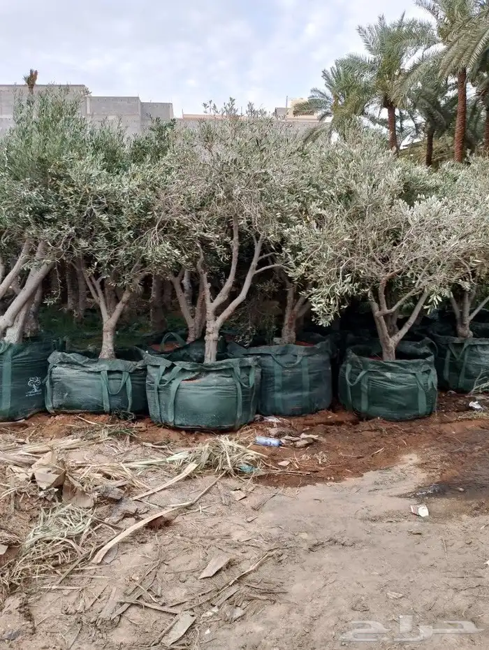 حمظيات مثمره برتقل ابوصره برتقال يوسفي. زيتون وجميع لاشجار 8