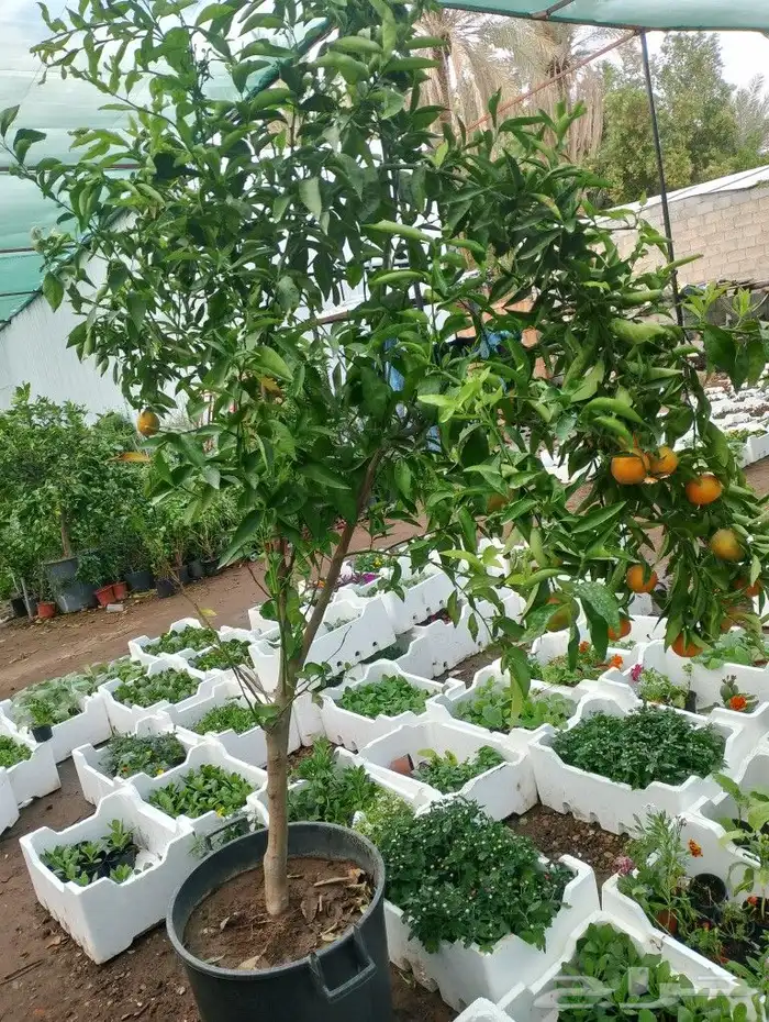 حمظيات مثمره برتقل ابوصره برتقال يوسفي. زيتون وجميع لاشجار 5