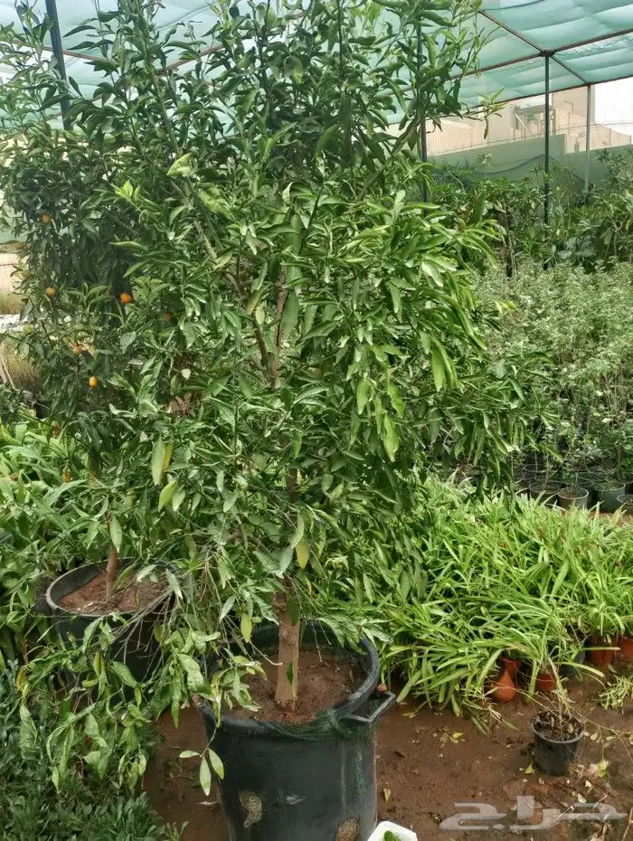 حمظيات مثمره برتقل ابوصره برتقال يوسفي. زيتون وجميع لاشجار 4