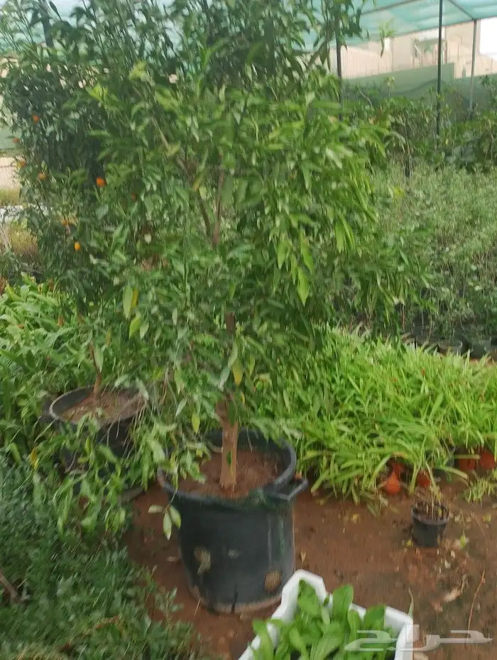 حمظيات مثمره برتقل ابوصره برتقال يوسفي. زيتون وجميع لاشجار 3