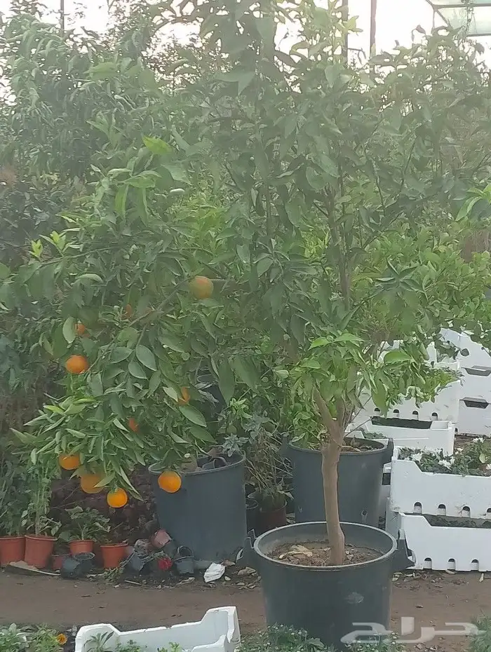 حمظيات مثمره برتقل ابوصره برتقال يوسفي. زيتون وجميع لاشجار 2