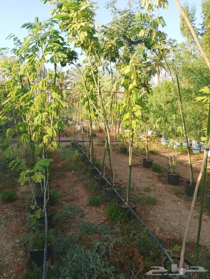 حمظيات مثمره برتقل ابوصره برتقال يوسفي. زيتون وجميع لاشجار 6