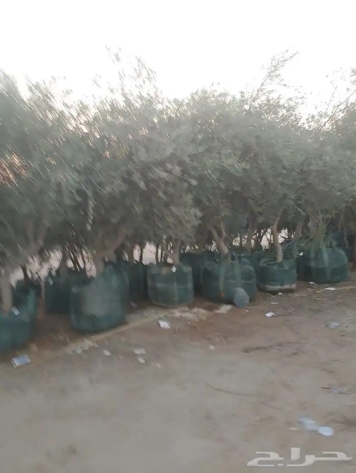 حمظيات مثمره برتقل ابوصره برتقال يوسفي. زيتون وجميع لاشجار 7