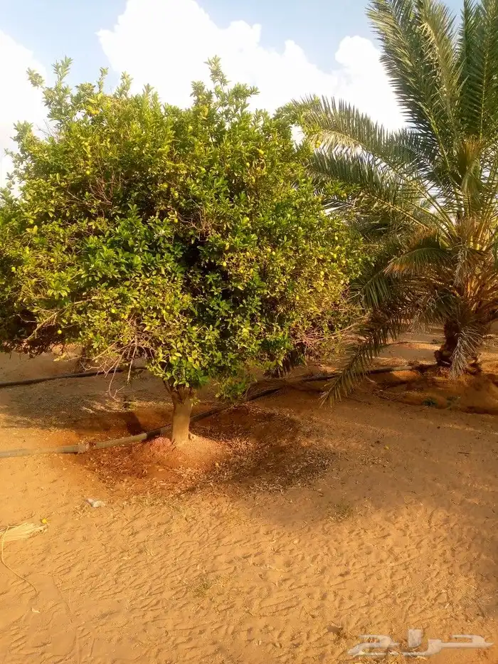 يوجد لدينا جميع انواع انخل وجميع انواع الحمضيات والبرتقال وا 2