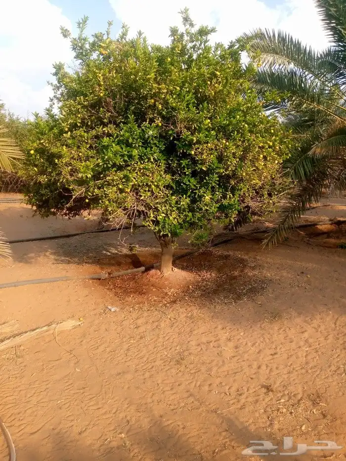 يوجد لدينا جميع انواع انخل وجميع انواع الحمضيات والبرتقال وا 1
