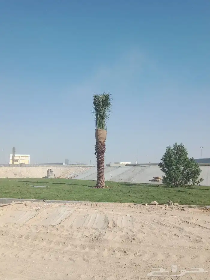 زراعه نخيل 6