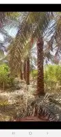 يوجد لدينا فسايل ونخيل بجميع انواعها واحجامها 5
